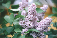 Lilac - New Hampshire State Flower